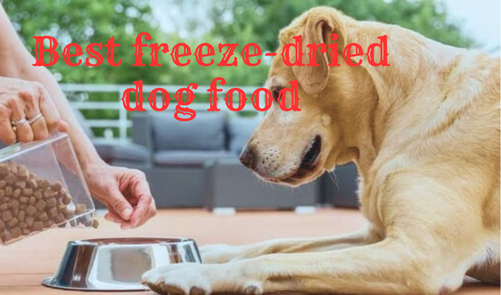 Best freeze dried dog food