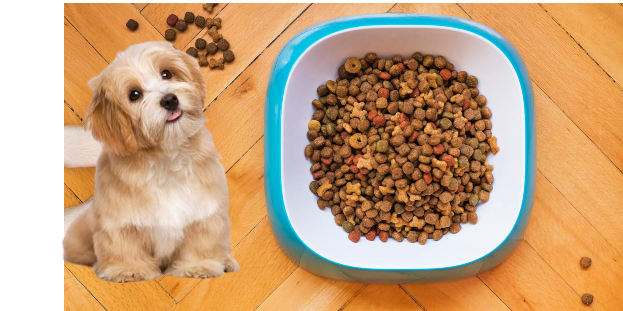 Best Grain-Free Dog Food